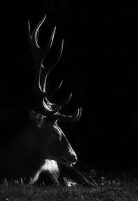 Close-up of deer in the field
