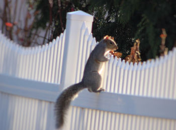 Squirrel on tree