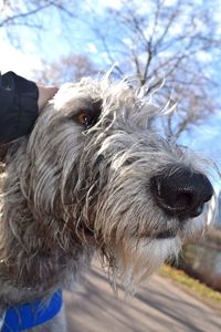 Close-up of dog against sky