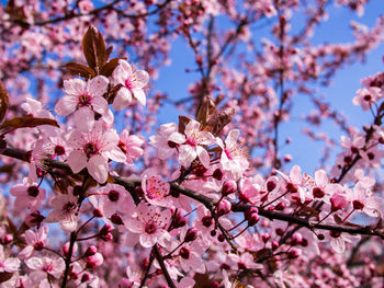 Close-up of pink flowers on branch