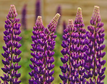 Close-up of purple lavender flowers