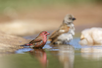 Red-billed