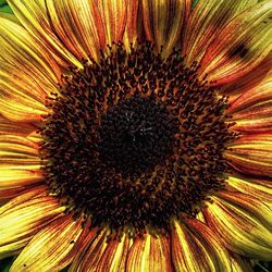 Close-up of yellow flower