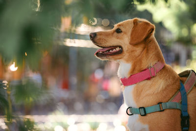 Golden retriever in a park