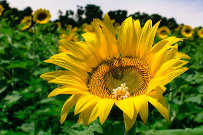 Close-up of yellow sunflower blooming outdoors