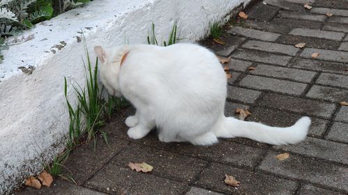 High angle view of cat lying on footpath