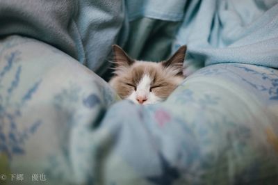 Cat sleeping on bed