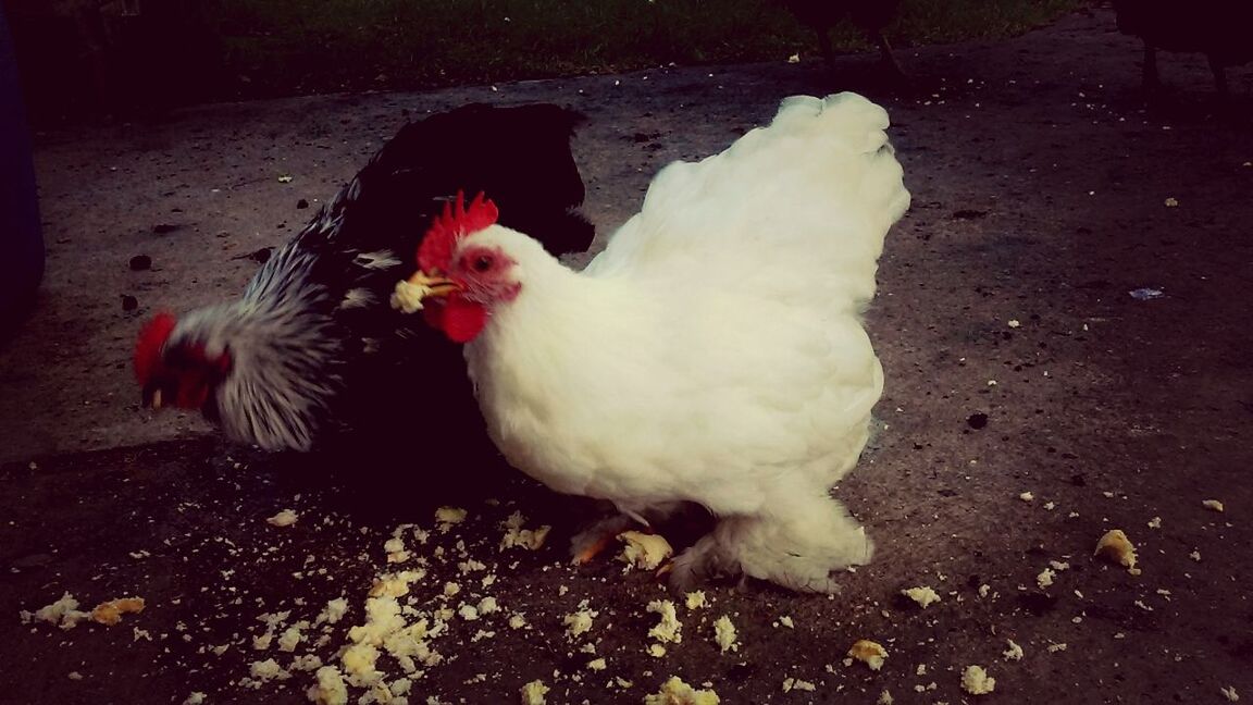 animal themes, bird, domestic animals, chicken - bird, wildlife, animals in the wild, white color, livestock, field, nature, outdoors, high angle view, full length, one animal, day, no people, zoology, two animals, feather, togetherness