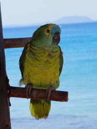 Close-up of parrot perching on wood against sea