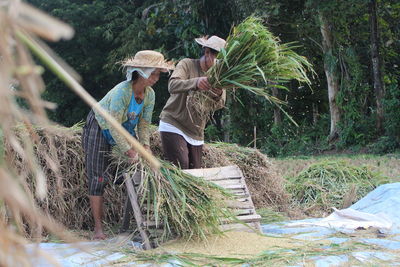 People removing grains from crop on land