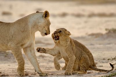 Lioness with playful cubs on ground