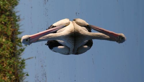 Bird flying over water