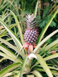 Close-up of flower growing on plant