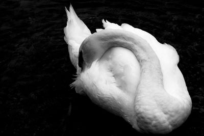 Close-up of swan swimming in lake