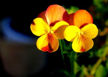 Close-up of yellow flowers blooming outdoors