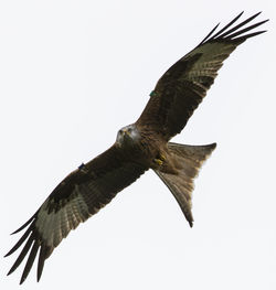 Close-up of eagle flying against clear sky