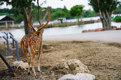 Close-up of lizard on tree