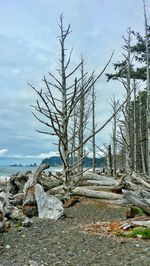 Bare trees in water