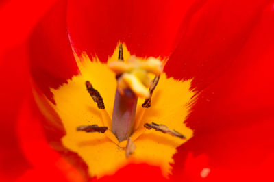 Close-up of red rose flower