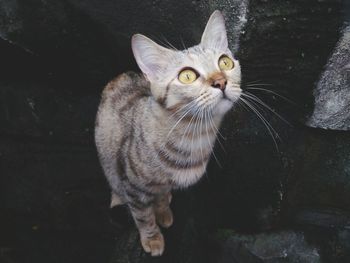 Portrait of cat sitting on water