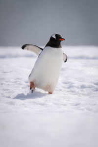 Gentoo penguin leans over waddling across snow