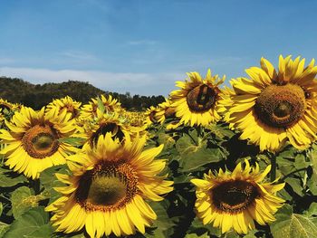 Close-up of sunflower on field against sky