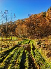 Trees on field against clear sky