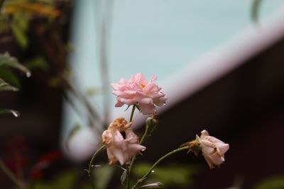 Close-up of pink flowers blooming outdoors