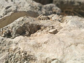 Close-up of lizard on rock