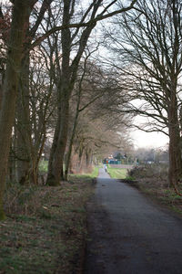 Road amidst trees in forest