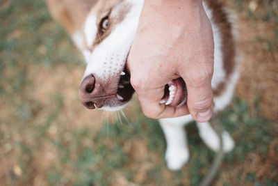 Close-up of a dog