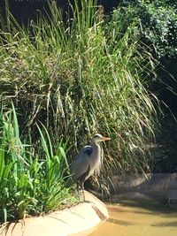 Bird perching on grass