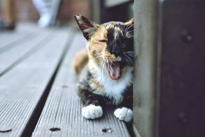 Portrait of tortoiseshell cat yawning on porch