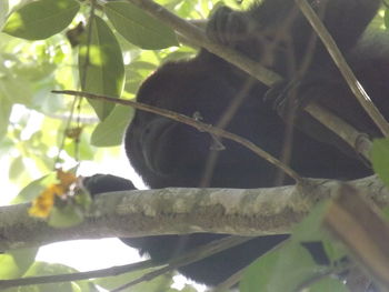 Close-up of lizard on tree