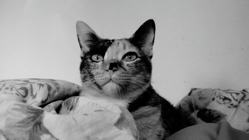 Close-up portrait of cat relaxing on bed at home