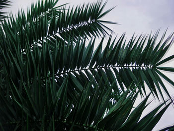 Low angle view of palm tree against sky