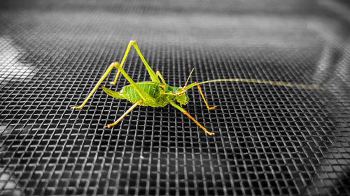 Close-up of grasshopper