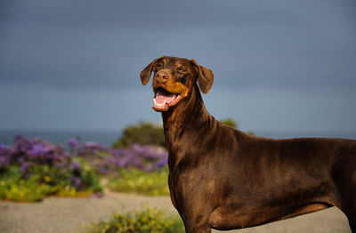 Portrait of doberman pinscher against sky