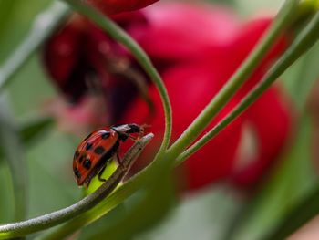 Close-up of insect on red flower