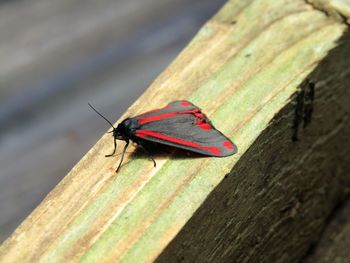 Close-up of insect on wood