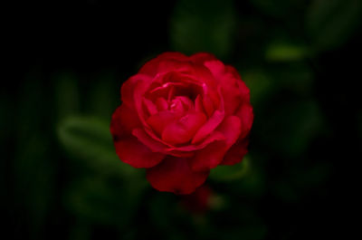 Close-up of red rose against black background