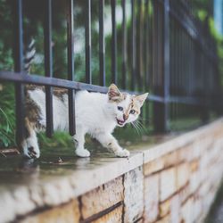 Stray cat walking below metallic fence