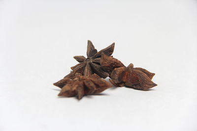 Close-up of dry leaves against white background