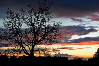 Silhouette of bare tree at sunset