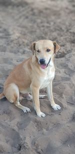 High angle view of dog lying on sand