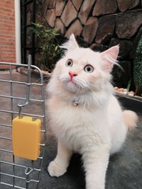 Portrait of cat sitting outdoors