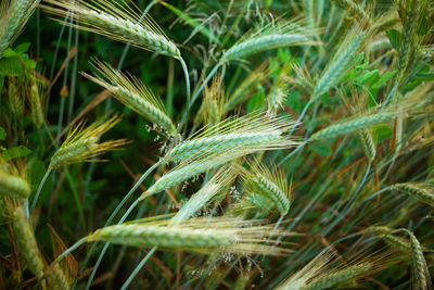 Close-up of wheat growing on field