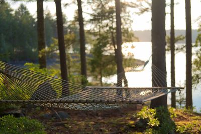Trees and plants in park