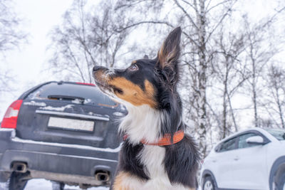 Beautiful border collie dog on the background of blurred cars.