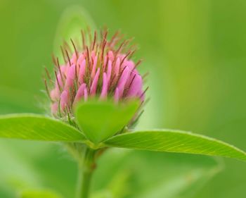 Close-up of pink flowering plant